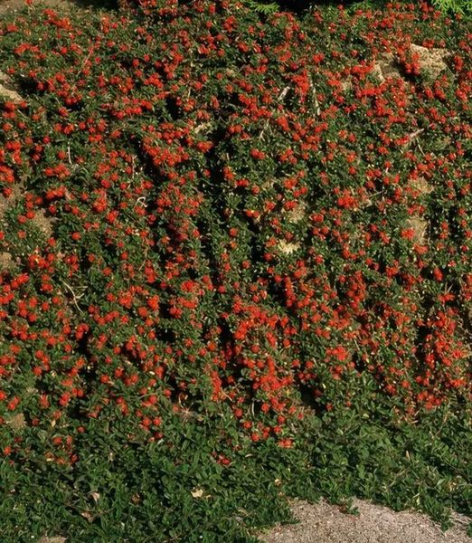 Cotoneaster 'Queen of Carpets'